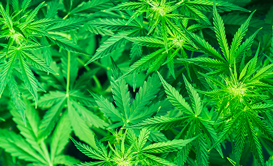 (Almost) Everything You Wanted to Know About Medical Marijuana but Were Afraid to Ask