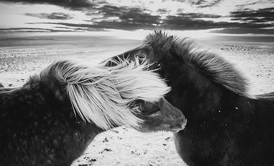 Icelandic Beauty | Grooming